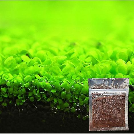 Zierpflanzensamen für Aquarien, Aquariengestaltung, einfach anzubauende Wassergrassamen - kleinblättrig -