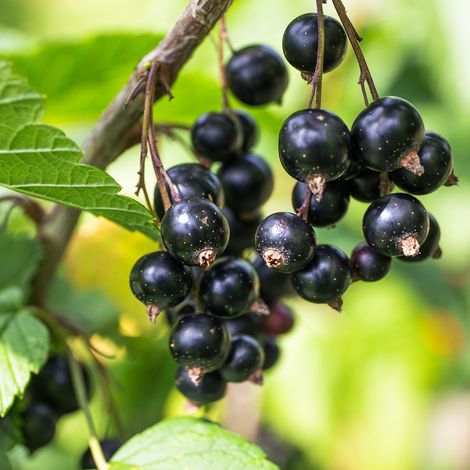 Cassissier 'Little Black Sugar' Pot de 1,5L/2L