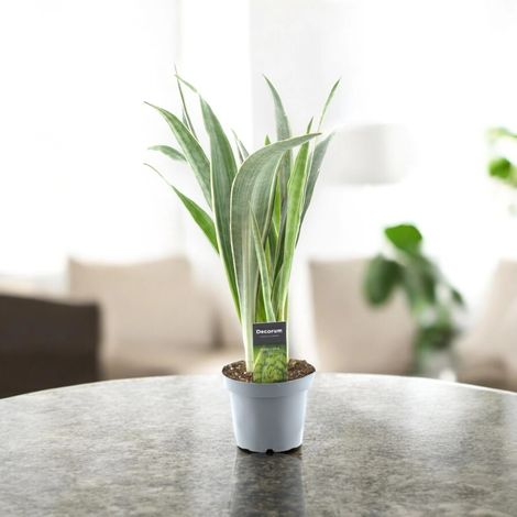 Gardenaria Sansevieria trifasciata 'Metallica' - Pianta da interno ornamentale - Altezza: 45 cm (vaso 14) (1/5)