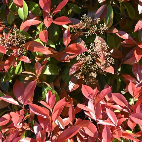 Photinia Carré Rouge - Photinia fraseri Carré Rouge en Pot 20L 125/150cm