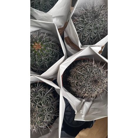 Cactus Saguaro (Carnegiea gigantea) in vaso 17 cm (1/5)