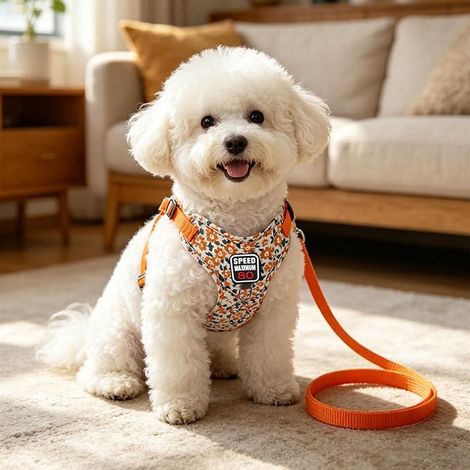 Ensemble Harnais Chien et Laisse Chien, Réglable Harnais pour Chiens, Doux Confort Dog Harness, Anti Traction Harnet pour Chiens de Petite et Moyenne Taille, Fleurs Orange, L (1/4)