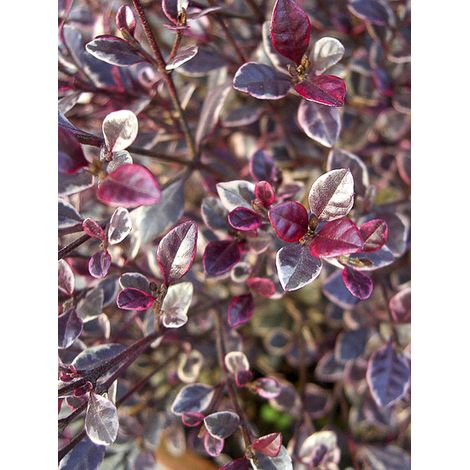 Lophomyrtus 'Magic dragon' Pot de 2L/3L