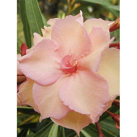 Laurier rose 'Provence' Pot de 3L/4L, Buisson, Touffe