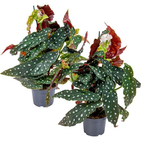 Bloomique - Lot de 2 - Begonia Maculata - Bégonia à pois - Plante à pois - Plante d’intérieur - Dépolluante - Hauteur 20-30 cm - Pot 12 cm (1/2)