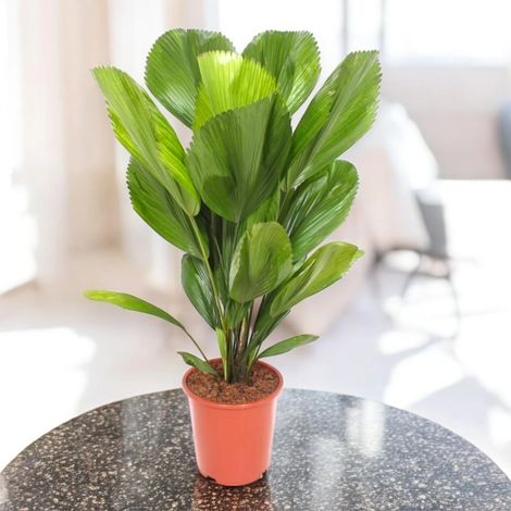 Gardenaria Licuala - Pianta da interno ornamentale - Altezza: 80 cm (vaso 19) (1/5)
