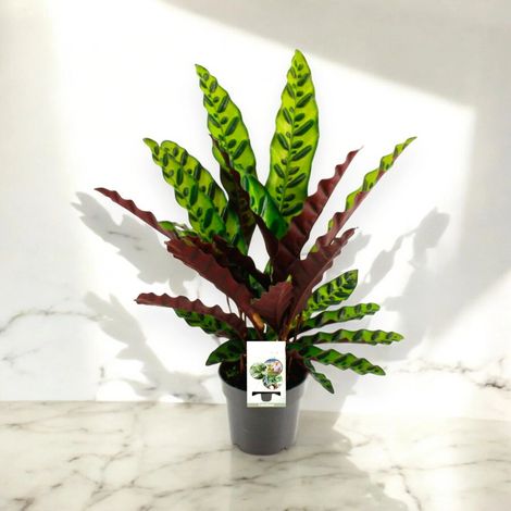 Gardenaria Calathea lancifolia - Pianta da interno ornamentale - Altezza: 45 cm (vaso 14) (1/5)