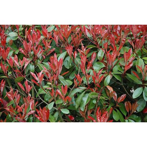 50 PIANTE DI PHOTINIA RED ROBIN H 100 cm circa foto reali piante da siepe (1/3)
