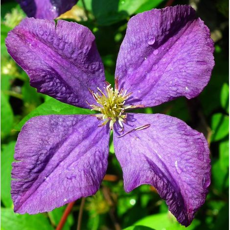 Gardenaria Clematis 'Jackmanii' - Pianta rampicante ornamentale da esterno - Altezza: 100/125 cm (vaso19) (1/3)