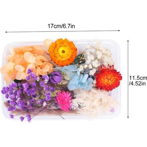 Zufällige Auswahl von 7-10 stabilisierten Trockenblumen, Set mit natürlich gepressten Blumen, echter Trockenblumenstrauß (17x11,5 cm) (1/5)