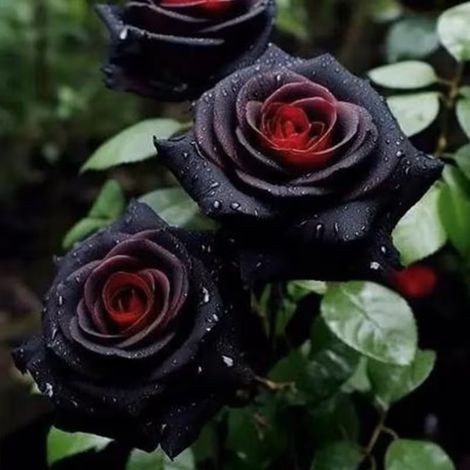Semillas de Rosa Negra, 400 Semillas, Variedad Rara de Color Oscuro, Ideal para Jardín, Maceta y Balcón, Planta Perenne Ornamental (1/3)