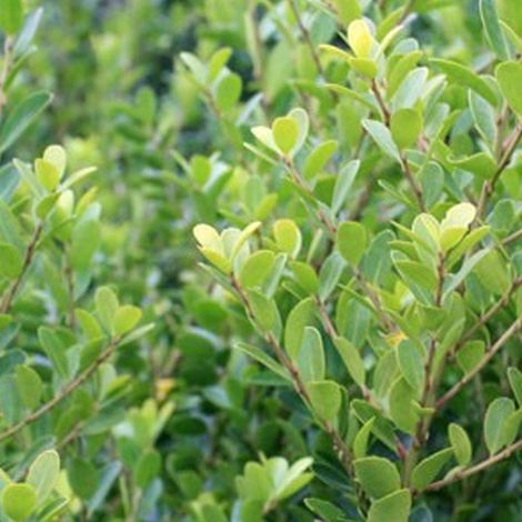 Houx crénelé  - ilex crenata 'Green Hedge'  - 30-40 cm pot