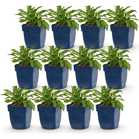 Lot de 12 Campanules à feuilles de pêcher Duo Bleu et Blanc Plantes Vivaces Mellifères Pot 11cm - PANGIVO (1/5)