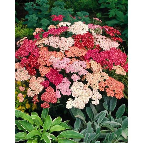 Plantes en ligne - Plantes de jardin - Vivaces - Lot de 1 - Achillea millefolium - Pot de 2 litres - Plante (1/2)