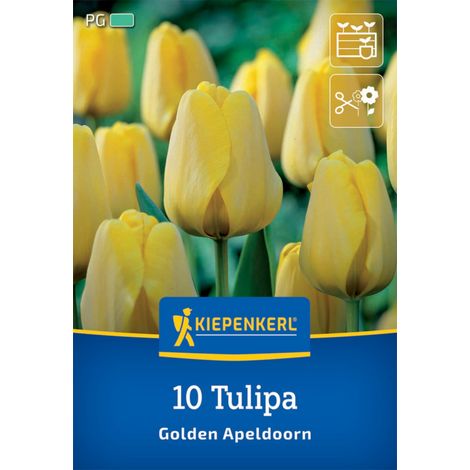 Kiepenkerl Herbstblumenzwiebel Darwin-Hybrid-Tulpe Golden Apeldoorn 10 Pflanzen (1/2)