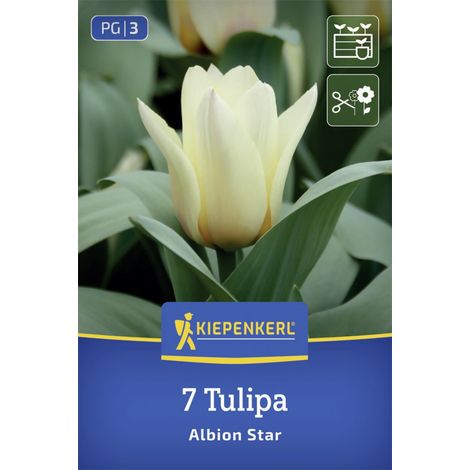 Kiepenkerl Greigii-Tulpe Albion Star creme 7 Stück Zwiebeln (1/2)