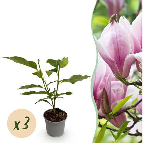 Magnolia George Henry Kern Lot de 3 Arbustes à Fleurs Roses et Blanches Pot 12cm Hauteur 30cm - PANGIVO (1/5)