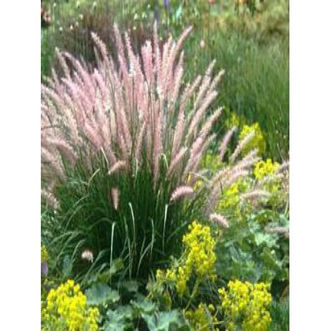 Herbe aux écouvillons orientale Pot de 2L/3L