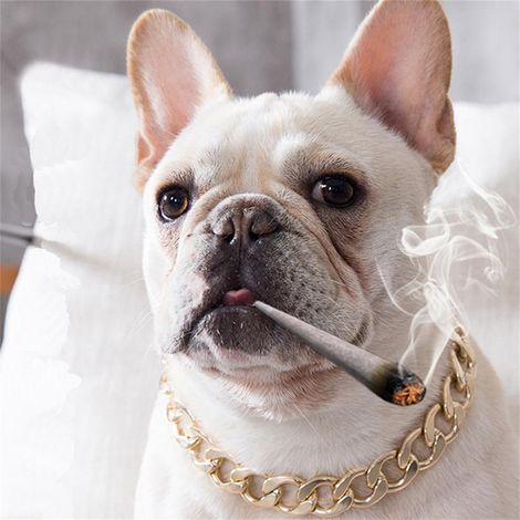 Collier pour chien en métal doré, accessoire de bijou pour animaux de compagnie pour toutes les saisons (1/5)