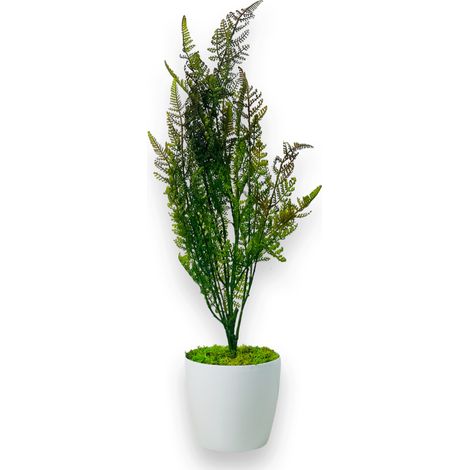 Topfblume - Zypresse, Topf-Thuja grün-braun 75 cm (1/5)