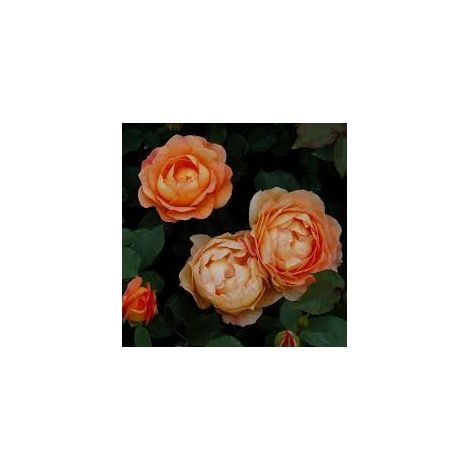 Rosa Barni Lady of Shalott cespuglio rifiorente profumato ornamentale