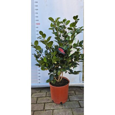 PIANTA DI CAMELIA JAPONICA VASO 24 CM (foto reali) ALTEZZA 80/90