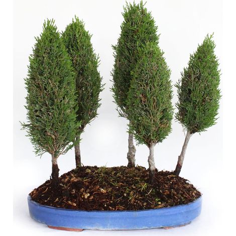 Bonsai Cupressus Sempervirens - Boschetto 5 Cipressi - H 40-45 cm Vaso Ø 36 cm (1/3)