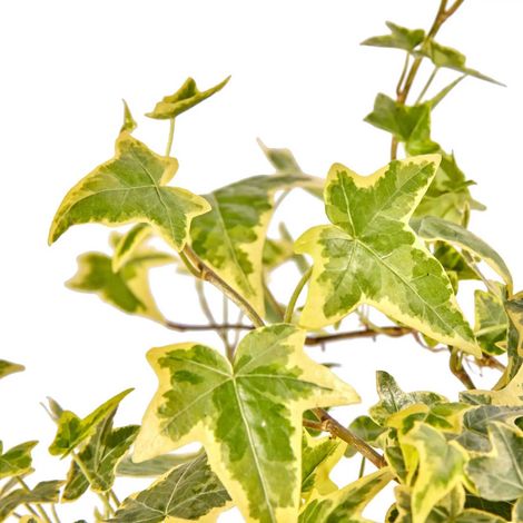 1 PIANTA DI EDERA HELIX VARIEGATA VASO 9CM hedera rampicanti muro pergola
