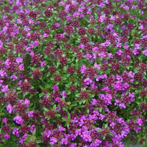 4 x Thym précoce  - Thymus praecox 'Creeping Red'  - godet 9x9