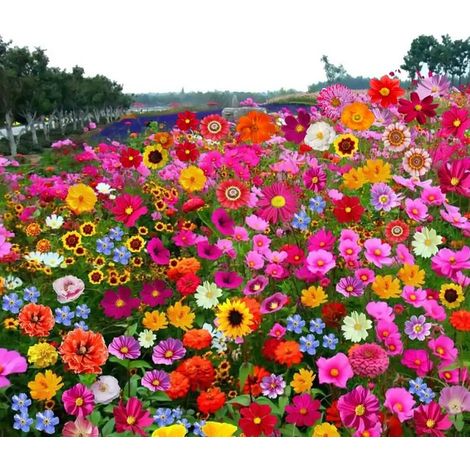 Wildblumenmischung Samen 500g – Natürliche Blumenwiese 15-20 m², Einfach zu Züchten, Reichliche Blüte