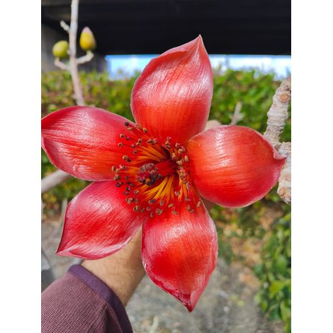 Pianta Ceiba Bombax, H70cm, foto reali