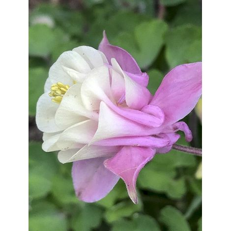 Ancolie 'Winky Double Rose White' Godet de 8/9 cm (1/3)