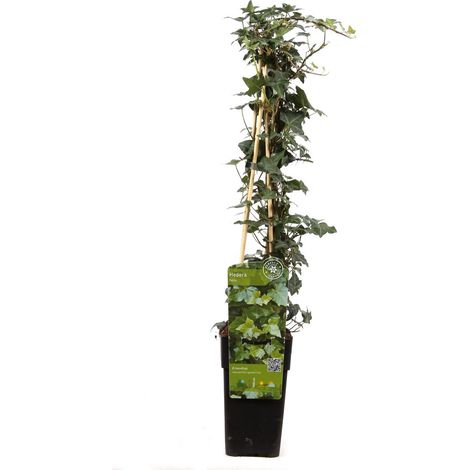 Hedera helix Lierre grimpant persistant plante verte pot 15 cm hauteur 65 cm facile d’entretien - PANGIVO (1/5)