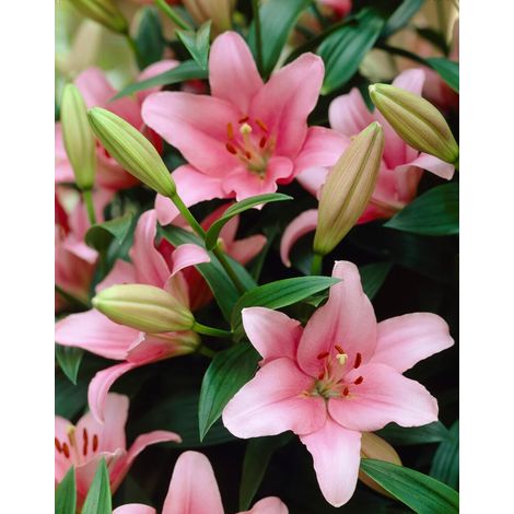 Bulbi di Lilium Asiatic Pink Rosa 14/16 – Fioritura elegante e vivace 3 bulbi