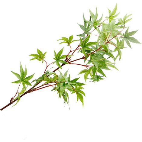 Rama de arce artificial de aspecto realista, de 83 cm de largo, de color naranja, ideal para la decoración de interiores. (1/5)