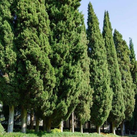 Pépinières Naudet – Cyprès de Provence – Conifère persistant – Hauteur 3m – Résistant à la sécheresse – Parfait pour haies et brise-vent