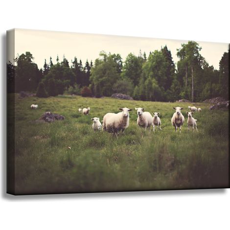 Leinwanddruck Natur Schafe auf der Weide 60x40 cm