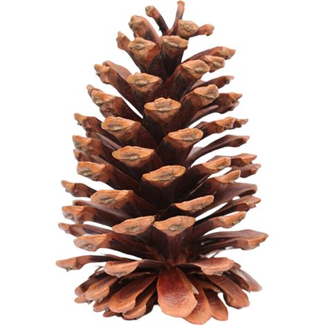 Pommes De Pin - Naturelles Non Traitées Pour Décoration De Noël - Centre De Table Artisanat Ornement D'Arbre - 10 Pièces (1/5)
