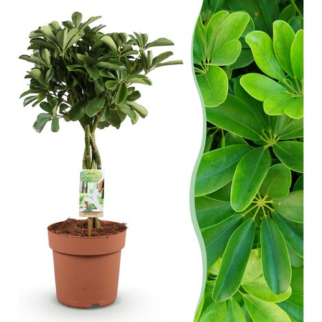 Schefflera Nora Plante d'Intérieur Arbre à Doigts Vert Entretien Facile Pot 21 cm 70-82 cm - PANGIVO (1/5)