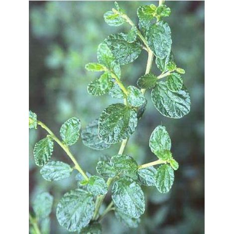 Céanothe, Lilas de Californie gris 'Yankee Point' Pot de 2L/3L (1/3)