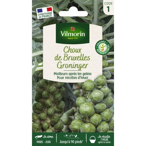 Choux de Bruxelles Groninger Vilmorin (1/2)