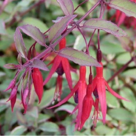 4 x Fuchsia de Magellan ' Tricolor' 'Tricolor' - godet 9x9 cm (1/5)
