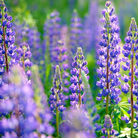 Lupinen 25 kg blau bitter Eiweißfutter Bodenverbesserer Gründünger