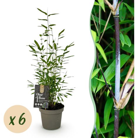 Bambou Fargesia Black Dragon Non Traçant Persistant Vert Lot de 6 Plantes Pot 14 cm H35 cm - PANGIVO