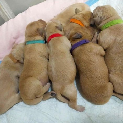 Colliers de mise bas pour chiots et chatons nouveau-nés, collier d'identification ajustable, Pet-L, 12 couleurs (1/4)