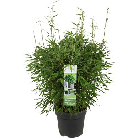 Bambou Fargesia Boobux - Plante de Jardin Non Traçante - Pot Ø29cm - Hauteur 70cm - PANGIVO (1/5)