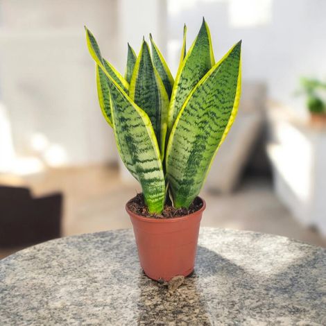 Gardenaria Sansevieria trifasciata 'Futura Superba' - Pianta da interno ornamentale - Altezza: 40 cm (vaso 12) (1/5)