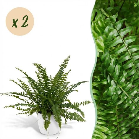 Fougère d'Intérieur Nephrolepsis Green Lady - Lot de 2 Plantes avec Pots Blancs - 25 cm Ø 12 cm - PANGIVO (1/5)