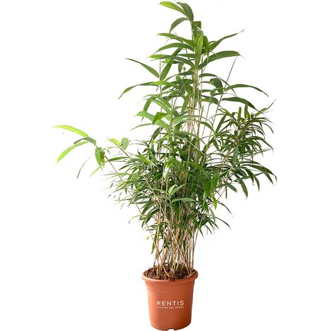 Bambusa Metake Pseudosasa Japonica - H 145-170 cm Vaso da Coltura Ø 24 cm (1/3)