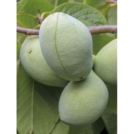 Asiminier, Pawpaw 'Susquehanna Peterson Pawpaws ' Pot de 3L/4L (1/3)